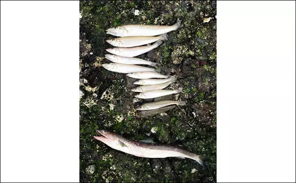 「キスの大きさを競う『キスダービー』に参戦【和歌山】26cm良型を釣って3位入賞」の画像