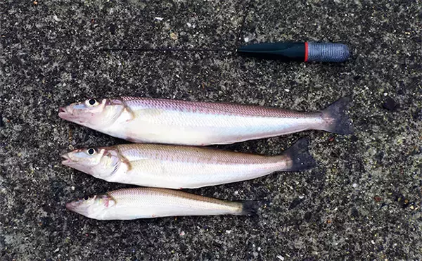 「キスの大きさを競う『キスダービー』に参戦【和歌山】26cm良型を釣って3位入賞」の画像