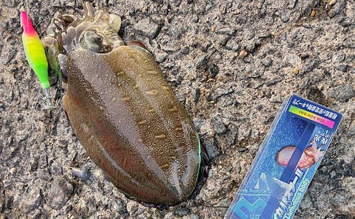 週5で通う上天草のコウイカ釣りで400g級モンゴウイカ手中【熊本】コウイカバスターⅡに好反応