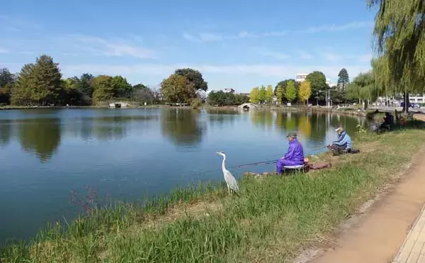 「今週のヘラブナ推薦釣り場2025【埼玉・水城公園しのぶ池】」の画像