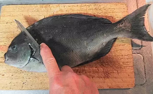 「釣魚で作る「本格フレンチ風」レシピ：オナガのムニエル　マヨネーズがポイント」の画像