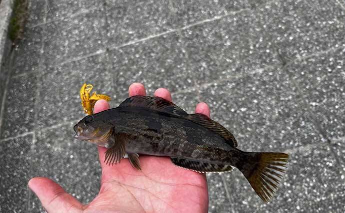 アイナメの美味しい食べ方3選！ お酒のお供にもご飯のおかずにもバッチリ