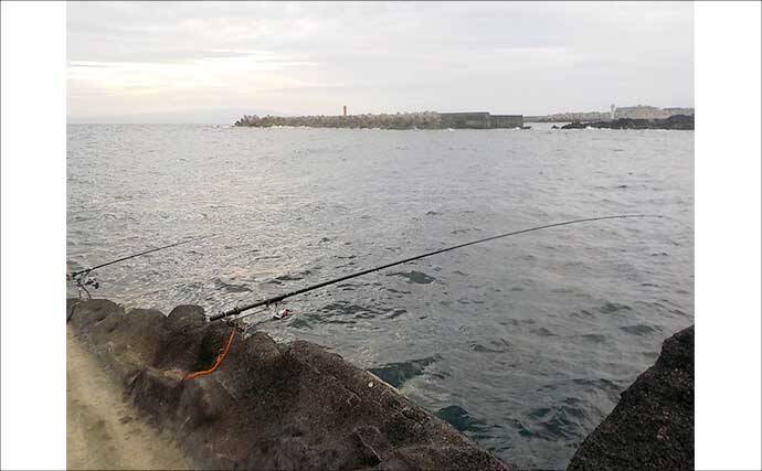 城ヶ島の地磯で1.1kgアオリイカをキャッチ【神奈川】冷凍アジエサのタラシ釣りにヒット！