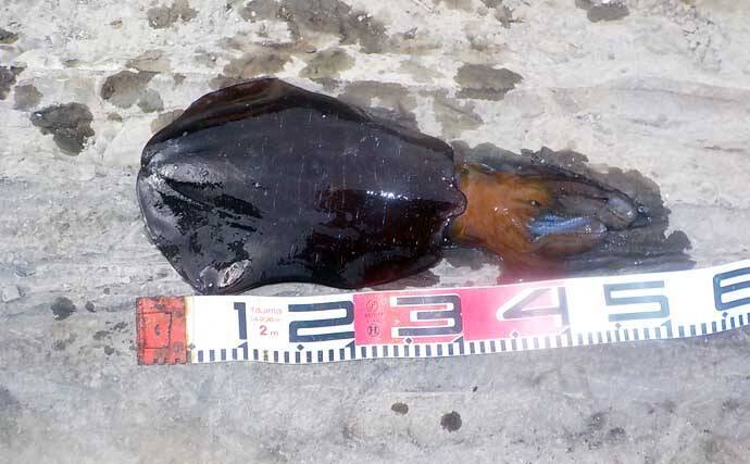城ヶ島の地磯で1.1kgアオリイカをキャッチ【神奈川】冷凍アジエサのタラシ釣りにヒット！