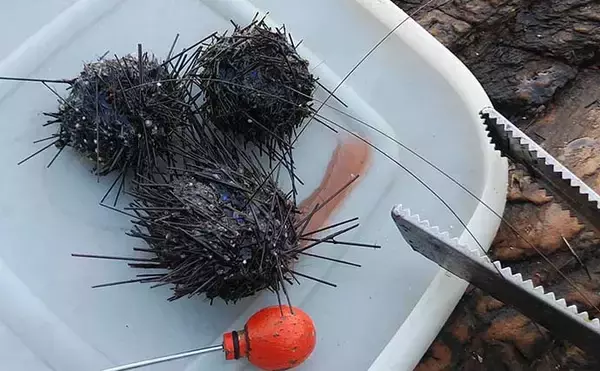 「秋のイシダイ＆イシガキダイ釣り攻略　高活性のエサ取り対策術とは？」の画像