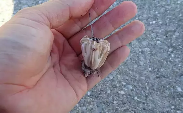 「秋のイシダイ＆イシガキダイ釣り攻略　高活性のエサ取り対策術とは？」の画像