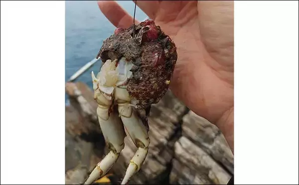 「秋のイシダイ＆イシガキダイ釣り攻略　高活性のエサ取り対策術とは？」の画像