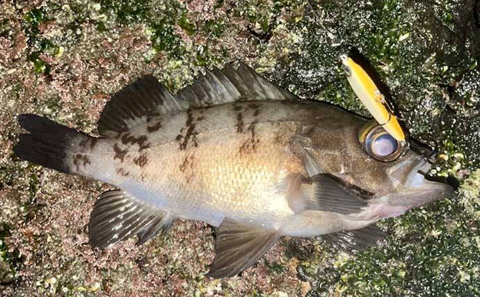 三浦半島メバリング釣行でメバル15匹 岩礁帯のブレイクラインで連発 22年11月日 エキサイトニュース 2 3