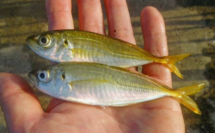 サビキ釣りでアジ・サバ・カマスの数釣り堪能【三重・白子漁港釣り桟橋】