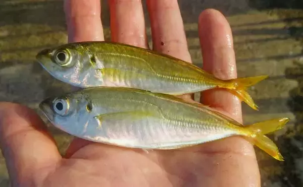 「サビキ釣りでアジ・サバ・カマスの数釣り堪能【三重・白子漁港釣り桟橋】」の画像