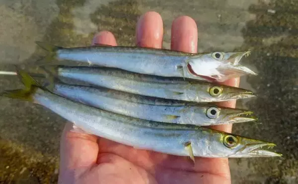 「サビキ釣りでアジ・サバ・カマスの数釣り堪能【三重・白子漁港釣り桟橋】」の画像