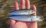 「サビキ釣りでアジ・サバ・カマスの数釣り堪能【三重・白子漁港釣り桟橋】」の画像4