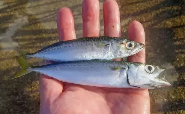 「サビキ釣りでアジ・サバ・カマスの数釣り堪能【三重・白子漁港釣り桟橋】」の画像