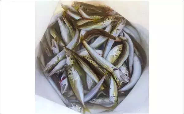 「サビキ釣りでアジ・サバ・カマスの数釣り堪能【三重・白子漁港釣り桟橋】」の画像
