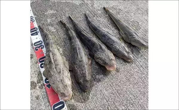 「【沖釣り釣果速報】スロージギングで高級美味魚『アラ』が好反応！（北陸）」の画像