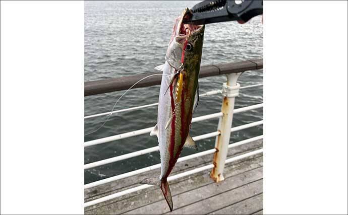 ライトショアジギング超入門（SLJ）メタルジグのフック（針）は沢山つければOK？