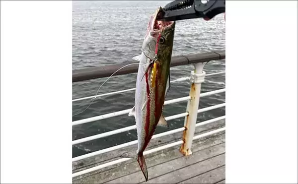 「ライトショアジギング超入門（SLJ）メタルジグのフック（針）は沢山つければOK？」の画像