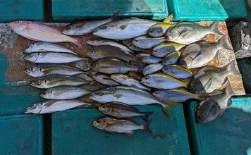 那智勝浦の天びん五目釣りで季節外れのウメイロが連発【和歌山】多彩な美味魚が続々