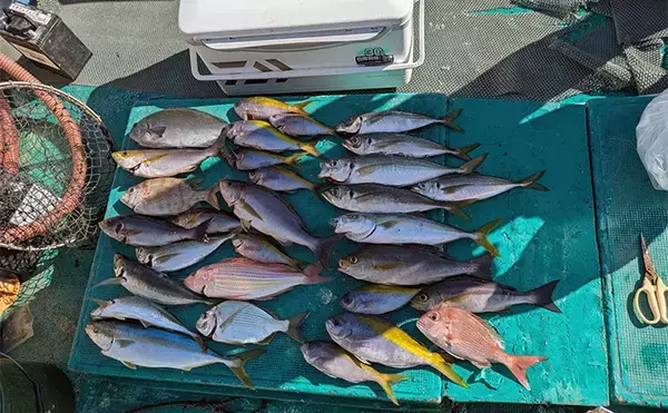 「那智勝浦の天びん五目釣りで季節外れのウメイロが連発【和歌山】多彩な美味魚が続々」の画像