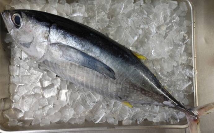 「びんたのゆでぶし」って一体どんな魚料理？　マヨネーズとの相性抜群