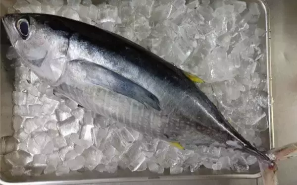 「「びんたのゆでぶし」って一体どんな魚料理？　マヨネーズとの相性抜群」の画像