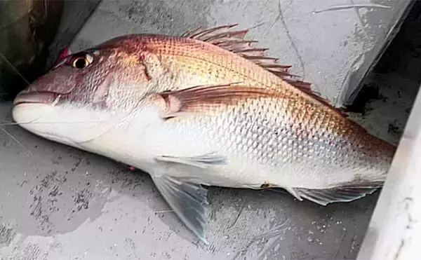 「乗っ込み期直前のコマセマダイ釣りで3kg級頭に9枚【新潟・直江津沖】」の画像