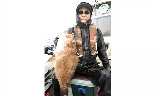 「【釣果速報】活きイカ泳がせ釣りで16kg大型アラ（クエ）堂々浮上《福岡》」の画像