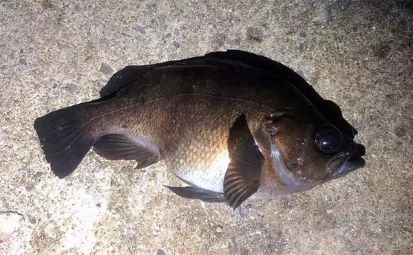 「メバルは魚類では珍しい「卵胎生」　母親の体内で孵化して6mm程度まで育つ」の画像