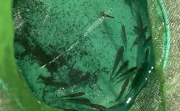 「スポーツフィッシング愛好家がすすめる【正しいキャッチ＆リリースの方法】」の画像