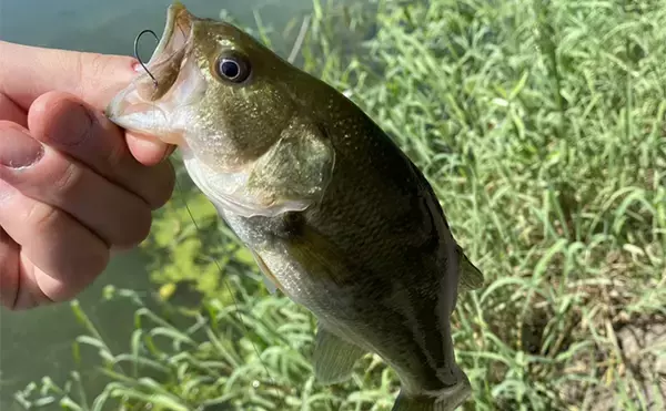 「スポーツフィッシング愛好家がすすめる【正しいキャッチ＆リリースの方法】」の画像