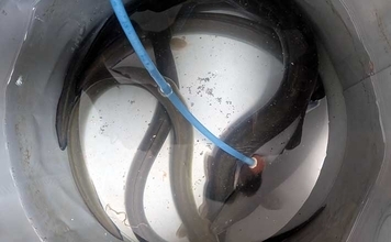 宮川の投げ釣りで良型ウナギ4匹キャッチ！【三重】潮の変化と仕掛け工夫が奏功