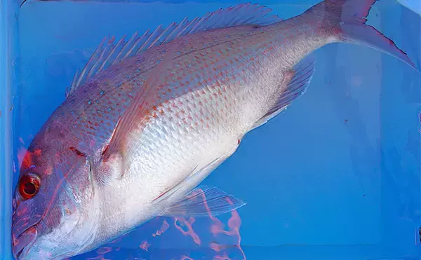 高砂沖マダイ釣りで2日連続本命キャッチ【兵庫】チョクリ仕掛けとタイラバいずれにもヒット