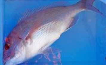 高砂沖マダイ釣りで2日連続本命キャッチ【兵庫】チョクリ仕掛けとタイラバいずれにもヒット