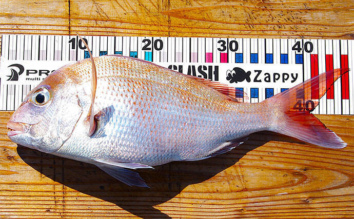 高砂沖マダイ釣りで2日連続本命キャッチ【兵庫】チョクリ仕掛けとタイラバいずれにもヒット