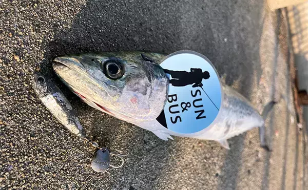 「釣れた翌日は釣れない？」サゴシ爆釣の知らせでショアジギ釣行するも本命1本【大阪】