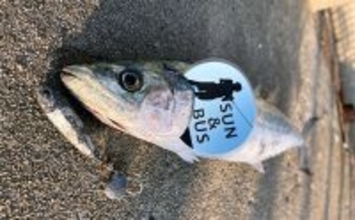 「釣れた翌日は釣れない？」サゴシ爆釣の知らせでショアジギ釣行するも本命1本【大阪】