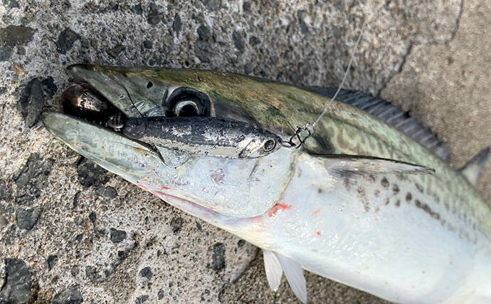 「釣れた翌日は釣れない？」サゴシ爆釣の知らせでショアジギ釣行するも本命1本【大阪】