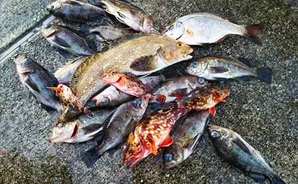 日中のライトソルトゲームで今期初メバルをキャッチ【神戸】エビ型ワームにヒット