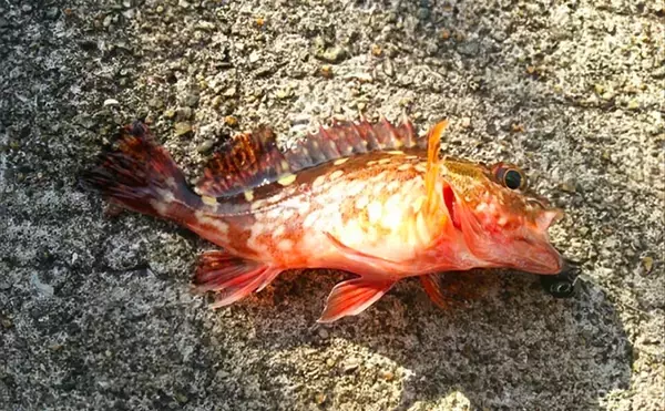 「日中のライトソルトゲームで今期初メバルをキャッチ【神戸】エビ型ワームにヒット」の画像