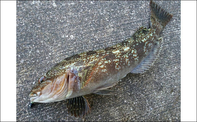 日中のライトソルトゲームで今期初メバルをキャッチ【神戸】エビ型ワームにヒット