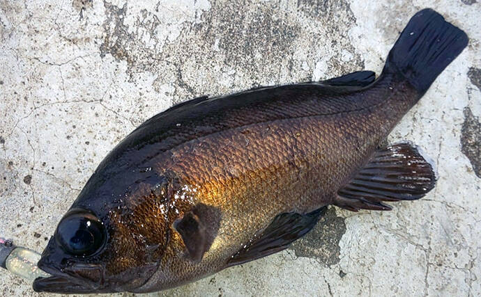 日中のライトソルトゲームで今期初メバルをキャッチ【神戸】エビ型ワームにヒット