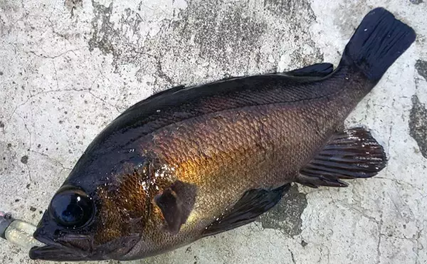 「日中のライトソルトゲームで今期初メバルをキャッチ【神戸】エビ型ワームにヒット」の画像