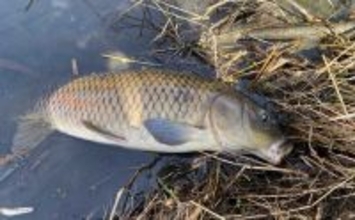 綾瀬川で挑むパンコイ釣り　警戒心マックスでも70cmオーバーのコイを手中！