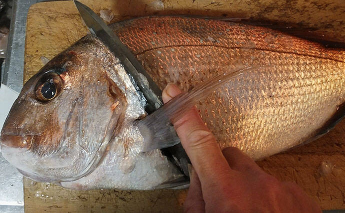 釣魚で作る「ご飯がすすむ」レシピ：角切りマダイの黒糖煮　新生姜がアクセント