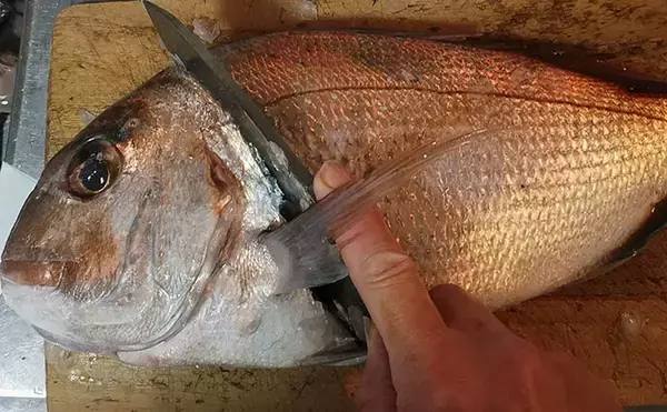 「釣魚で作る「ご飯がすすむ」レシピ：角切りマダイの黒糖煮　新生姜がアクセント」の画像