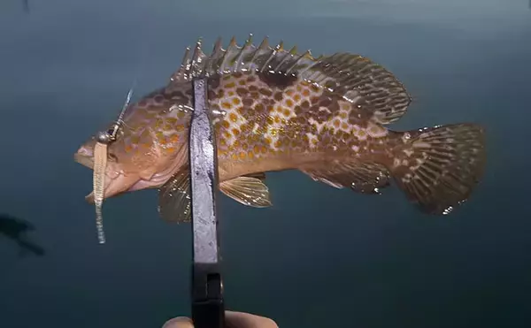 陸っぱりライトゲームで「キジハタ」狙いはパターン化できるか？　結局は魚影次第