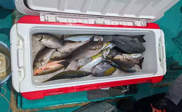 「見老津での天びんカゴフカセ釣りでキンムロにジャンボイサギ好捕【黒龍丸・和歌山】」の画像