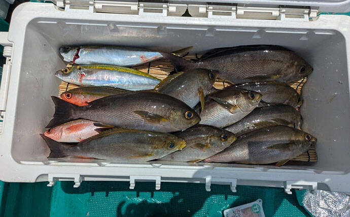 見老津での天びんカゴフカセ釣りでキンムロにジャンボイサギ好捕【黒龍丸・和歌山】