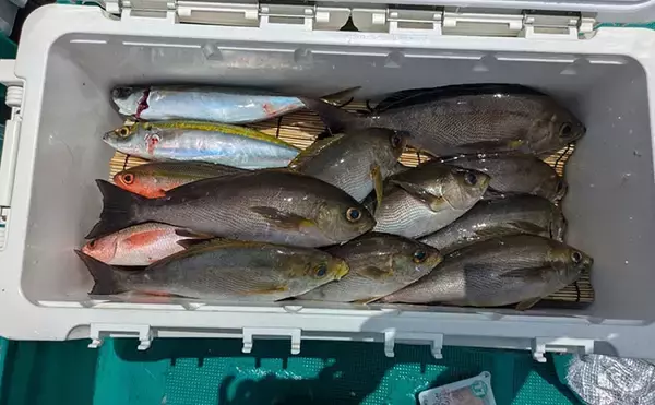 「見老津での天びんカゴフカセ釣りでキンムロにジャンボイサギ好捕【黒龍丸・和歌山】」の画像