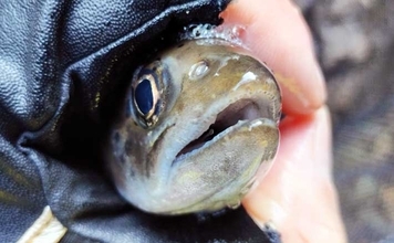 渓流釣りの極細仕掛けはいつまで使える？　リセットのタイミングを解説